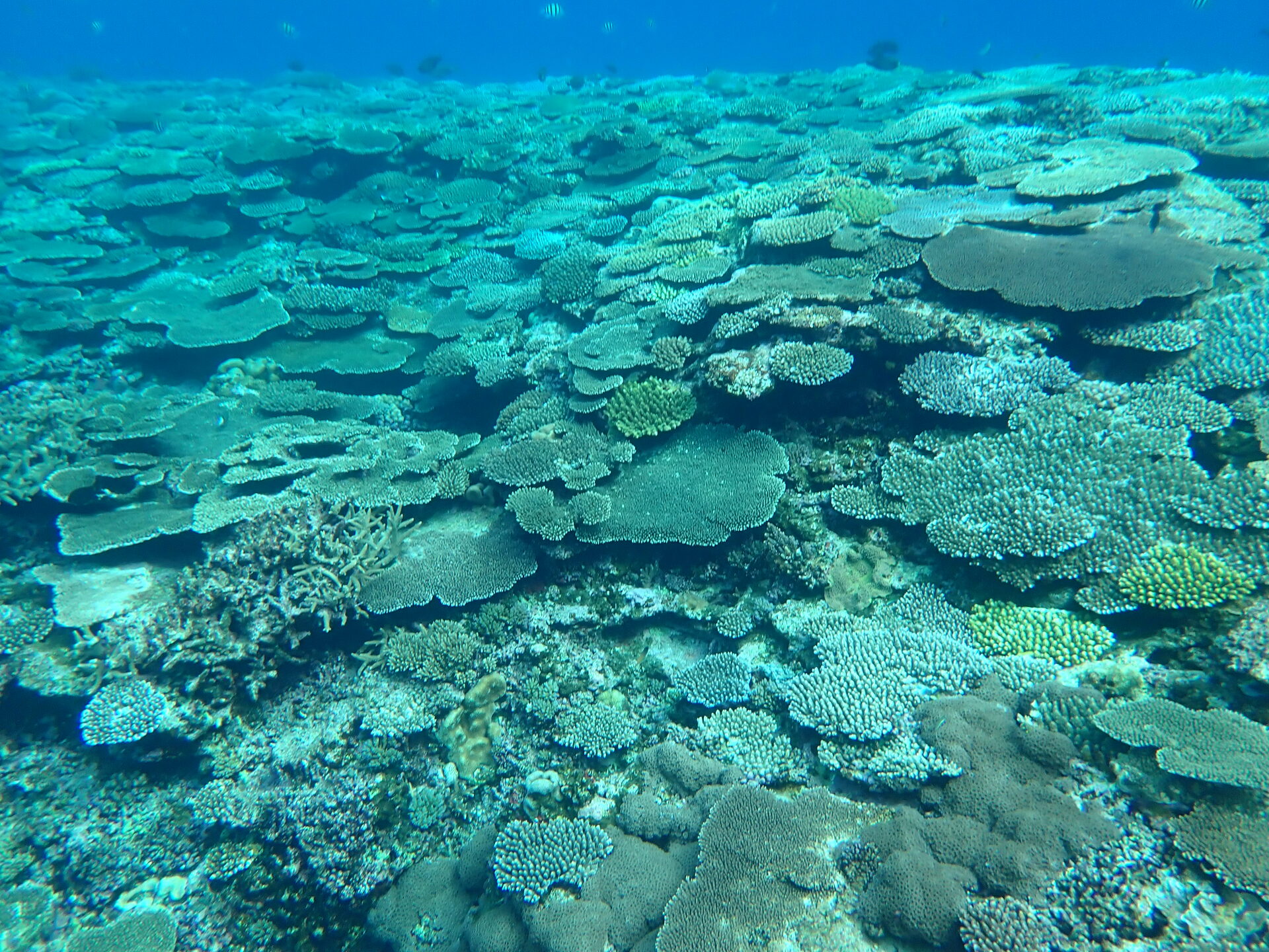 慶良間諸島