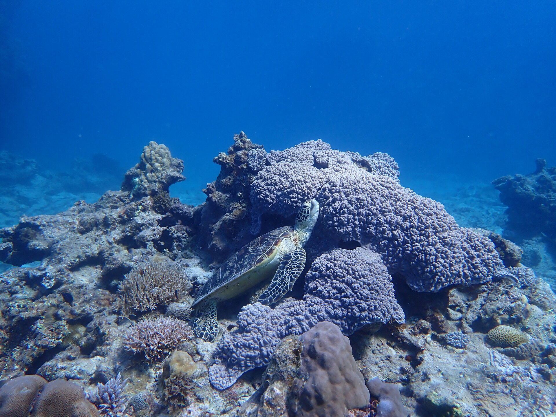 <a href="/projects/oki_photo?locale=ja">沖縄島とその周辺諸島</a> | <a href="/surveys/coral_photo?locale=ja">琉球列島サンゴ礁写真集</a>